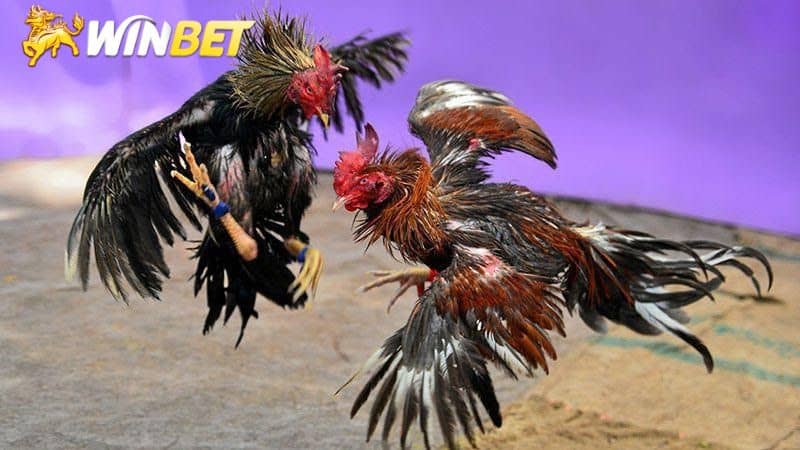 Đá gà winbet những thông tin về nhà cái uy tín nhất 2026