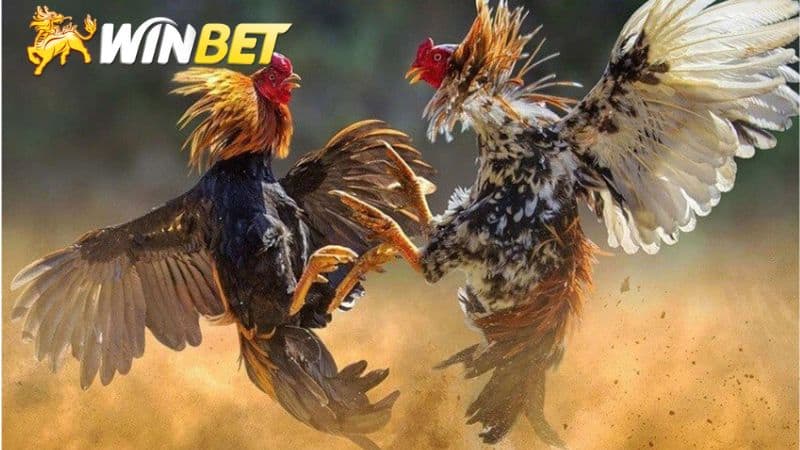 Đá gà winbet những thông tin về nhà cái uy tín nhất 2026