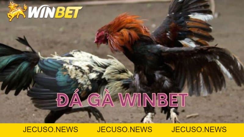 Đá gà winbet những thông tin về nhà cái uy tín nhất 2026